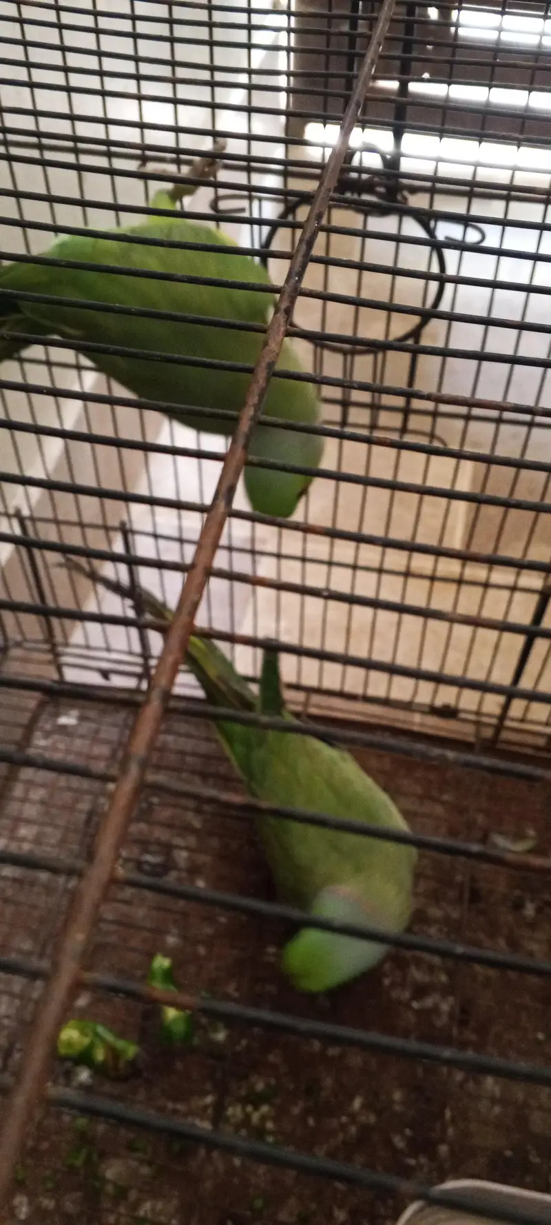 2 male ringneck available — photo 2