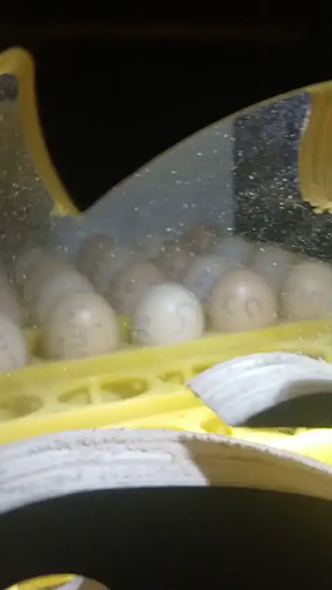 56 Eggs Full Automatic Incubator with silicone heating wire — photo 4