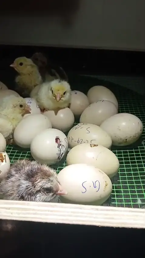 56 Eggs Full Automatic Incubator with silicone heating wire — photo 8
