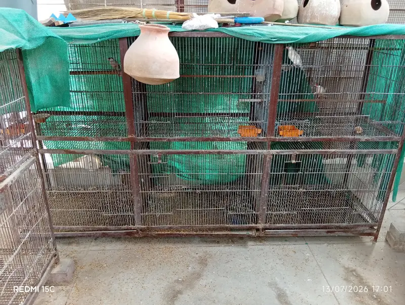 cage 12 portion — photo 3