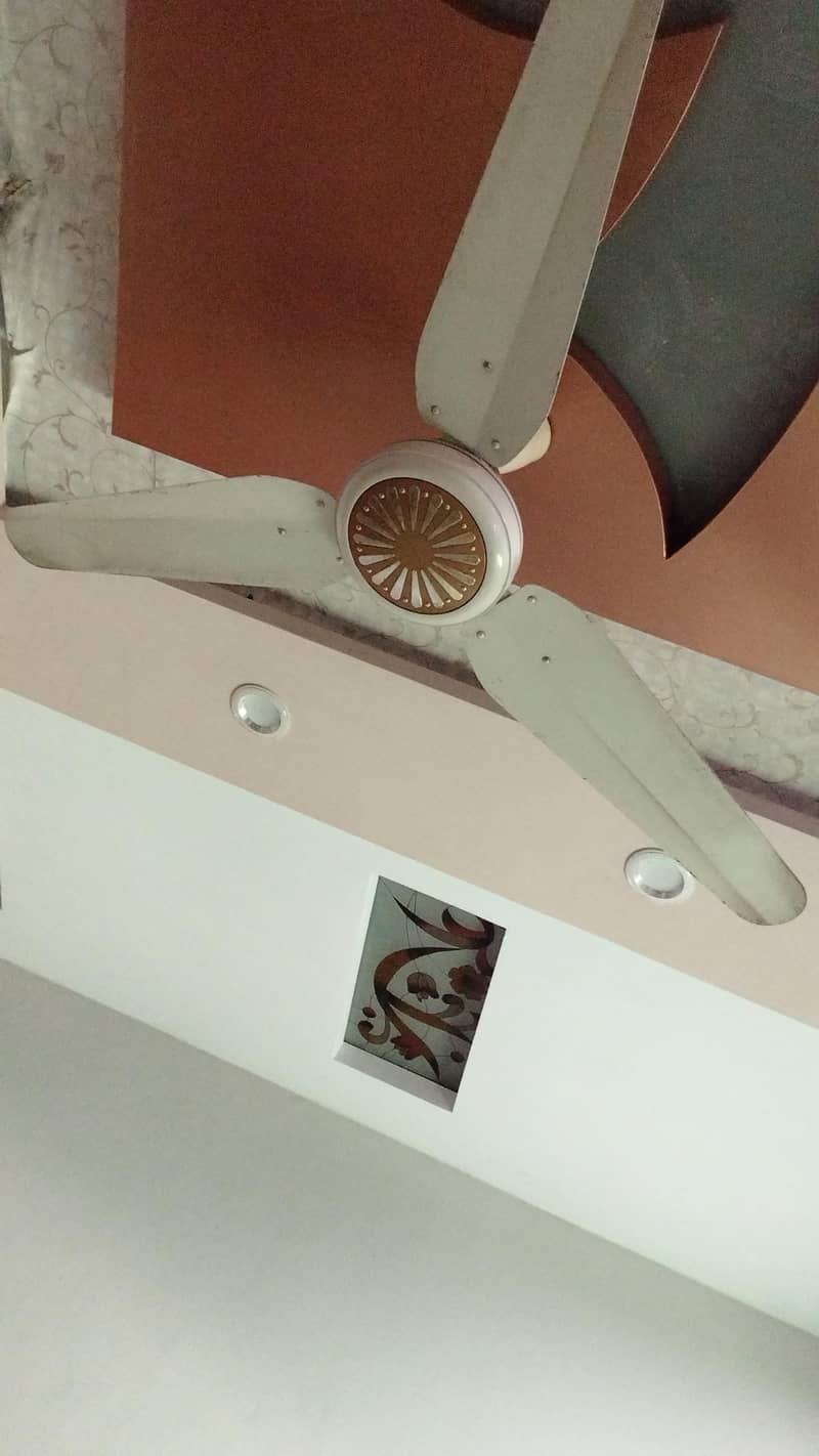 fans. 2