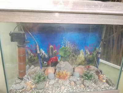 Complete Aquarium Setup