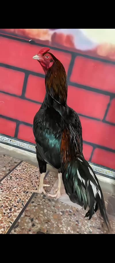mian wali lakha mushka
