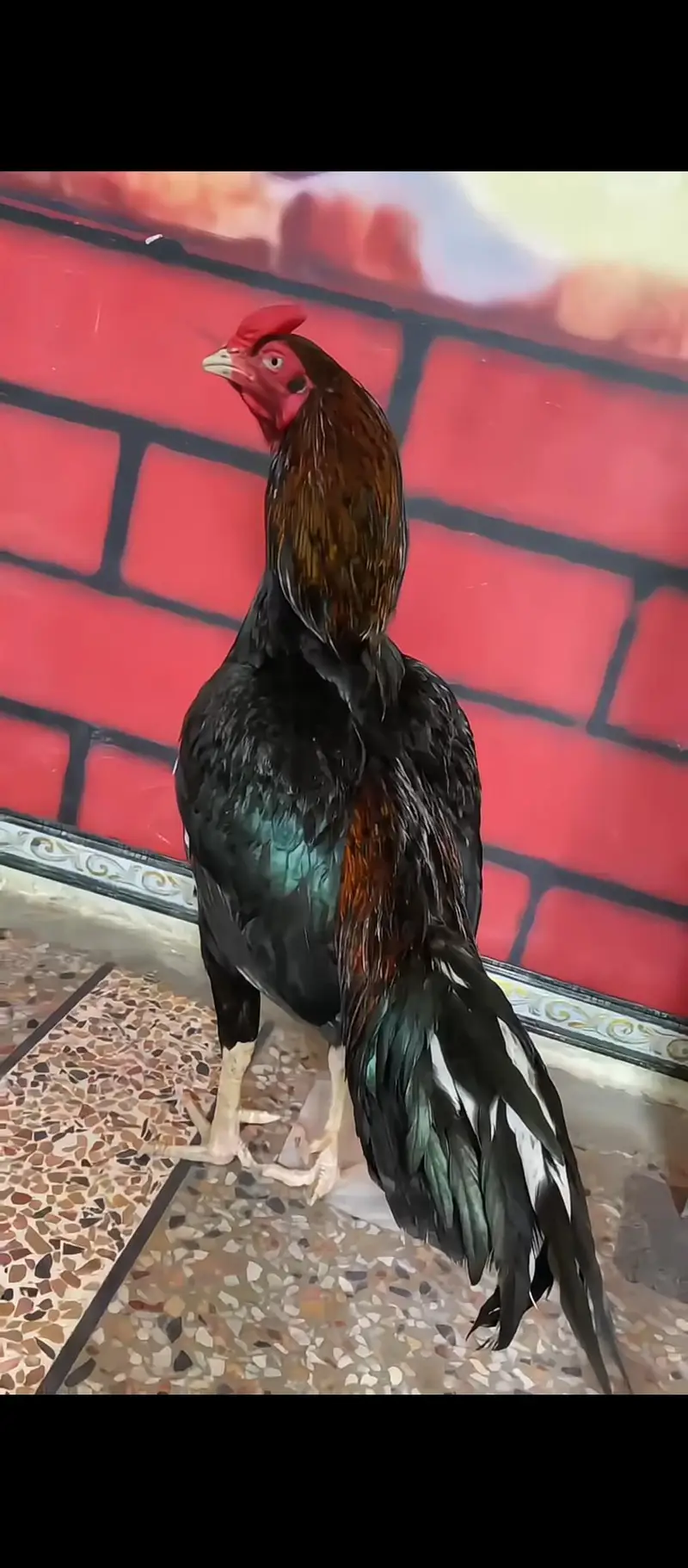 mian wali lakha mushka — photo 5