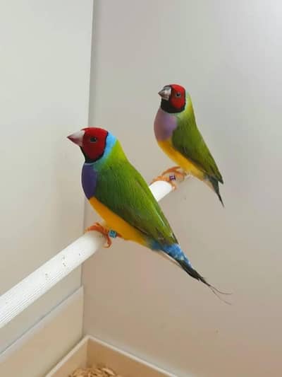goldian pair Spanish ring line beautiful 