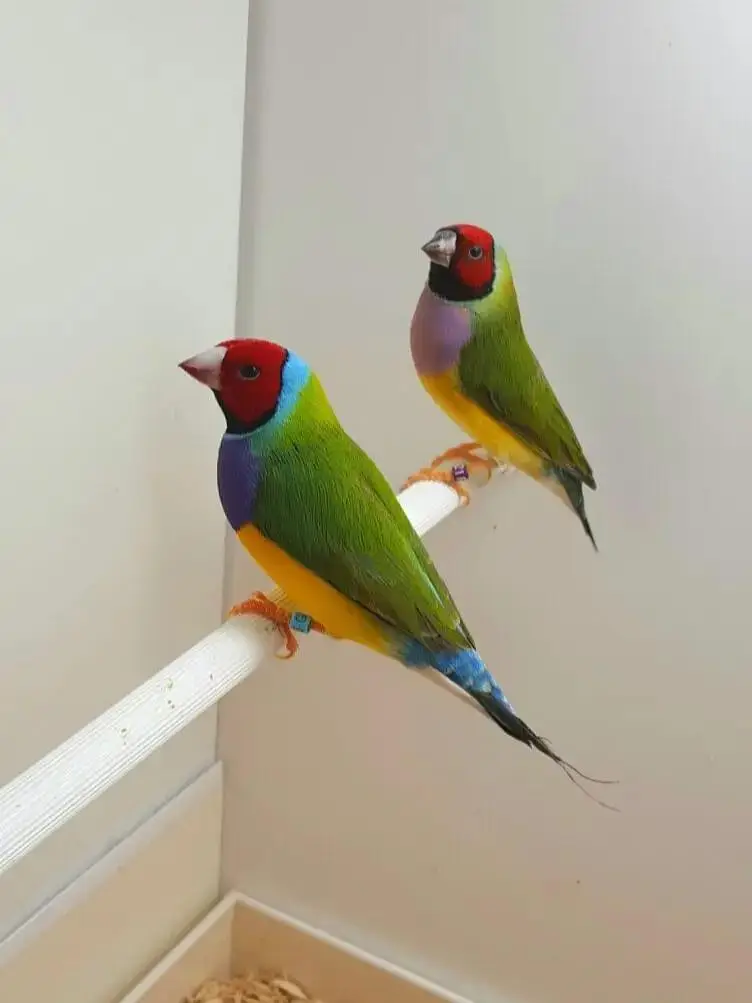 goldian pair Spanish ring line beautiful 