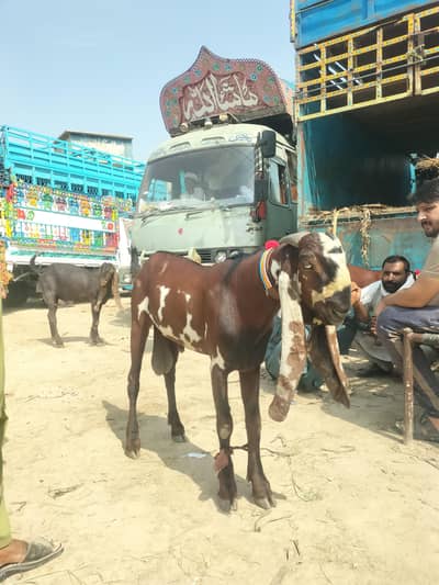 Nagra Lal Daba Breedar bakra