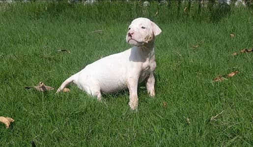 kohati gultair pink nose 1 month old
