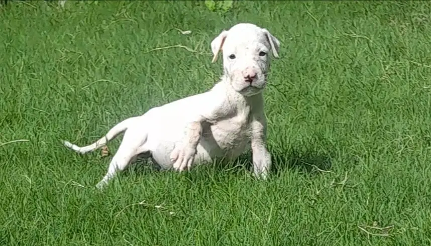 kohati gultair pink nose 1 month old — photo 2