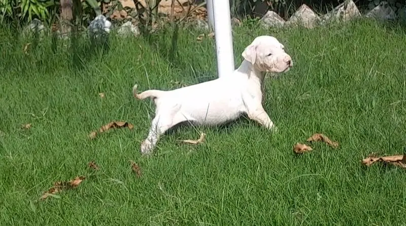 kohati gultair pink nose 1 month old — photo 4