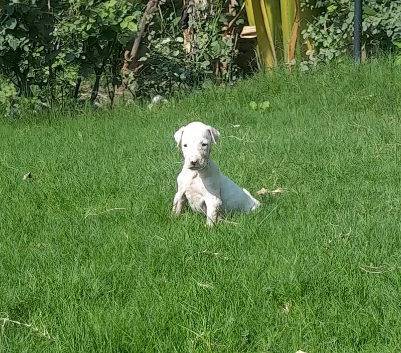 kohati gultair pink nose 1 month old — photo 5