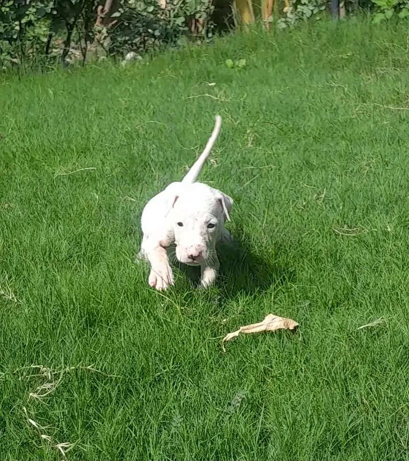 kohati gultair pink nose 1 month old — photo 6