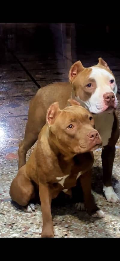 pitbull pair