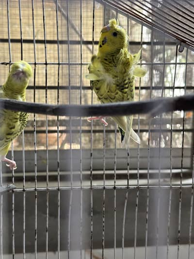 Hogormo healthy pair