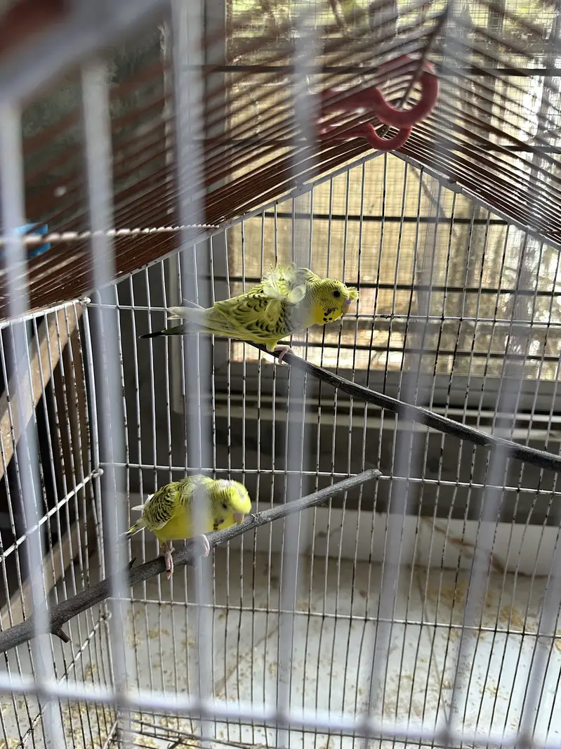 Hogormo healthy pair — photo 2
