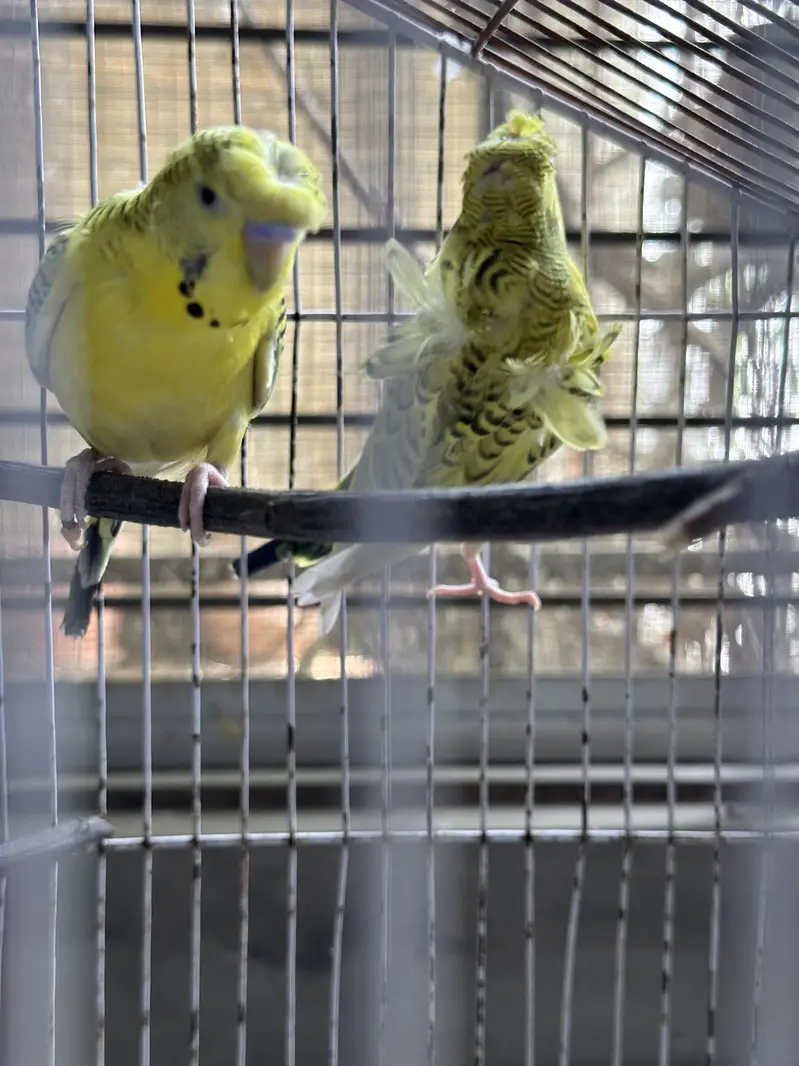 Hogormo healthy pair — photo 3