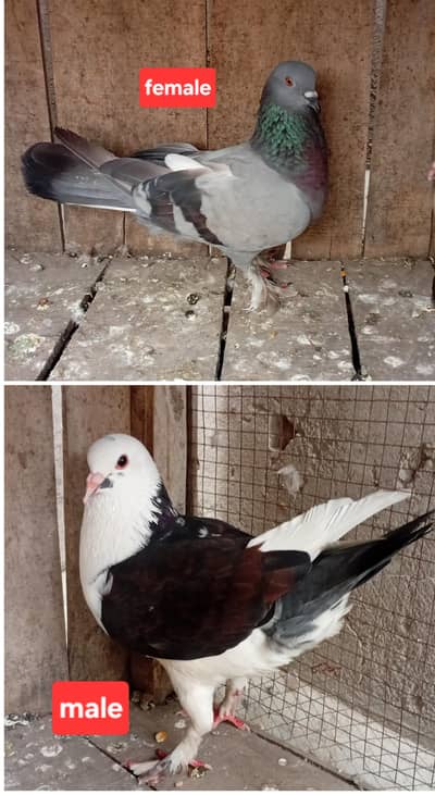 fancy kabootar ka breeder pair egg ka saath lahore awan town orange tr