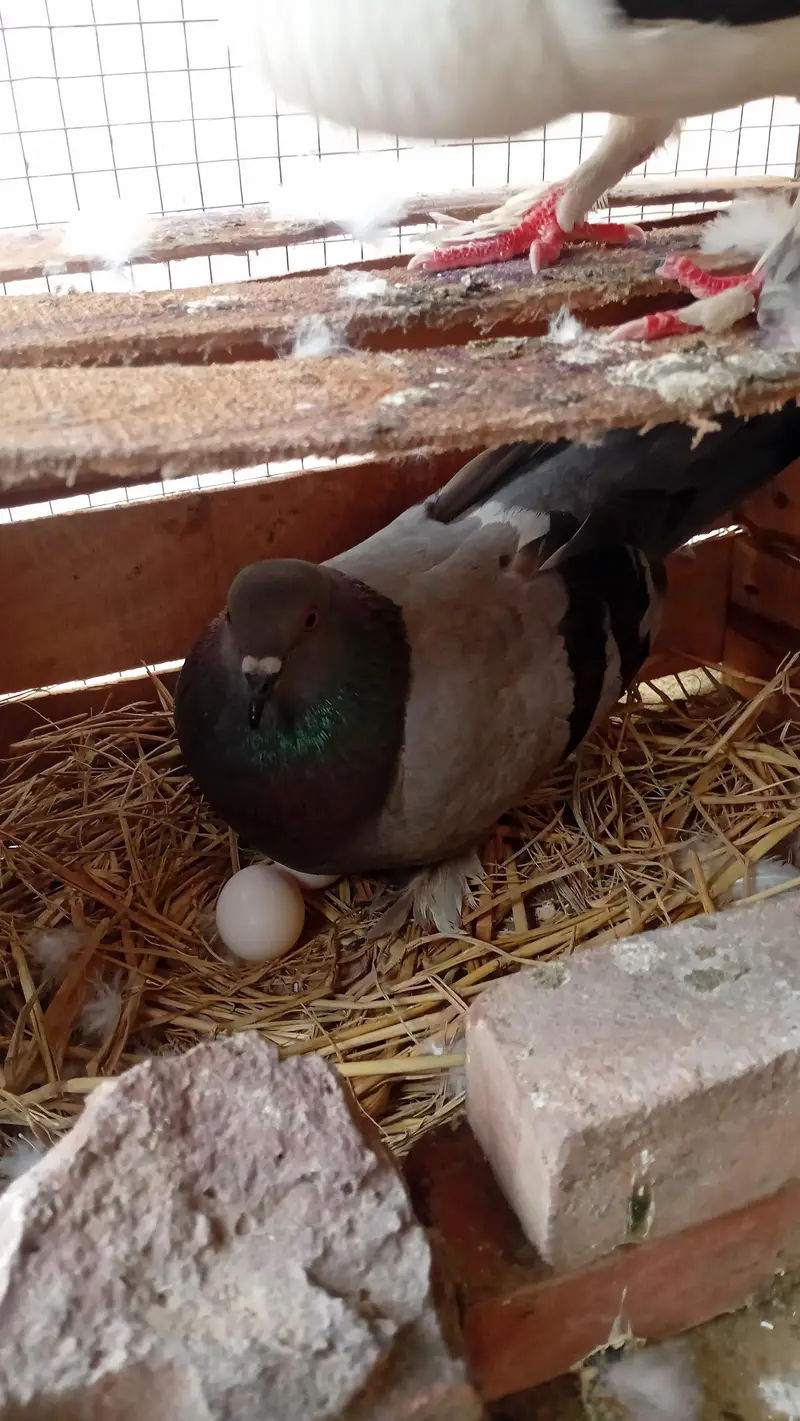 fancy kabootar ka breeder pair egg ka saath lahore awan town orange tr — photo 2