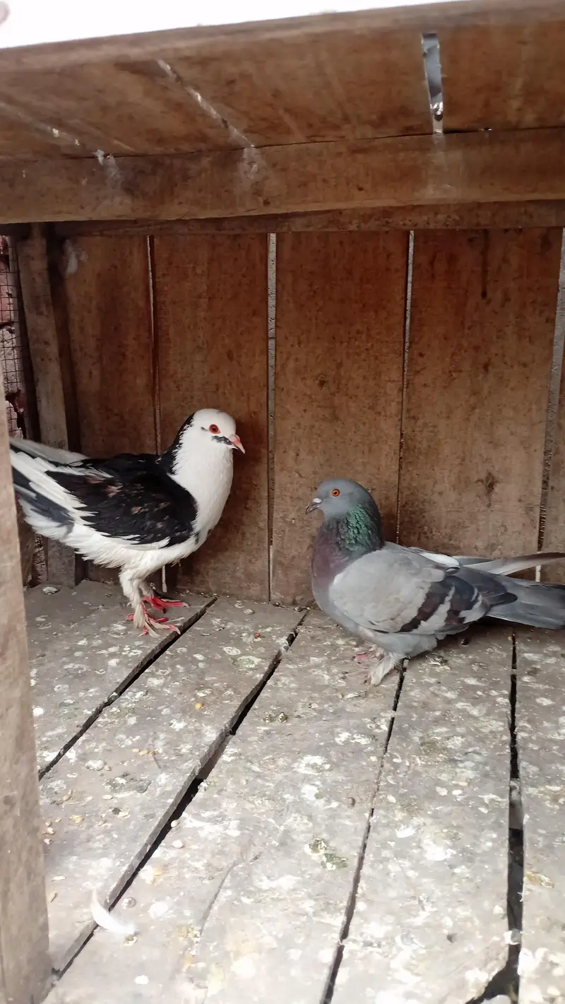 fancy kabootar ka breeder pair egg ka saath lahore awan town orange tr — photo 3
