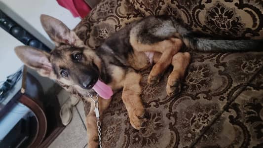 shepherd puppy