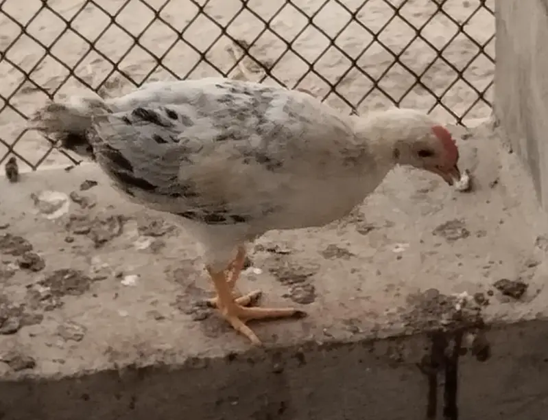golden mishri chicks