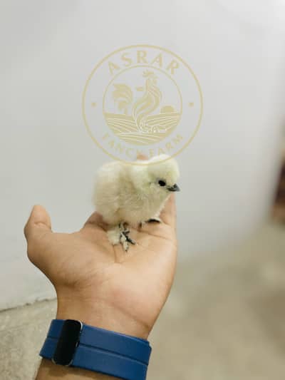 Silkie Chicks available Import quality
