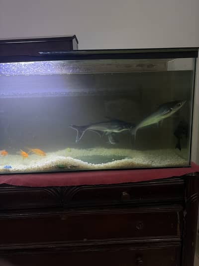 Full grown sharks for sale with aquariums and settings