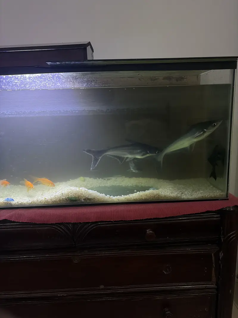 Full grown sharks for sale with aquariums and settings