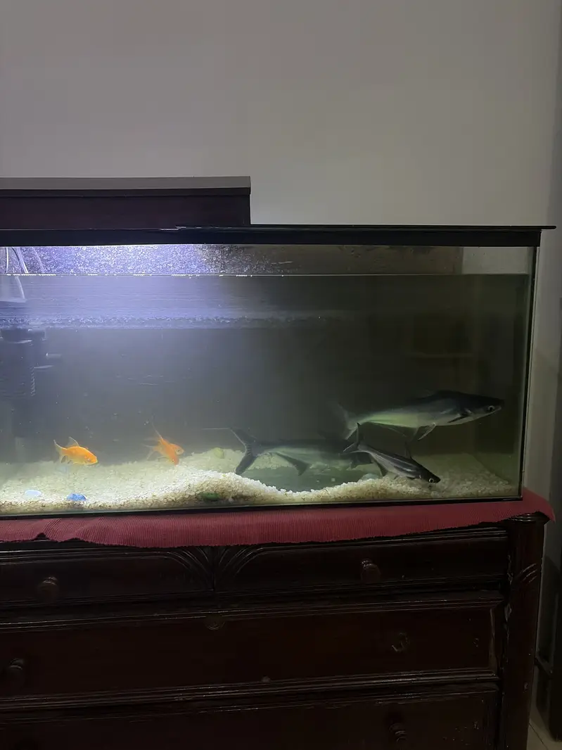 Full grown sharks for sale with aquariums and settings — photo 2