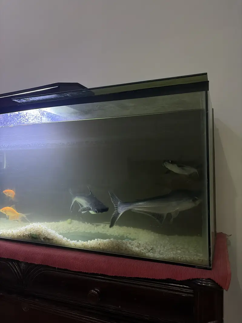 Full grown sharks for sale with aquariums and settings — photo 3