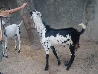 Desi bakra