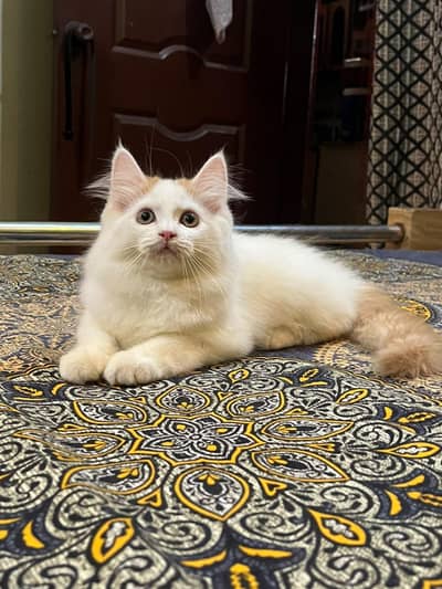 Persian kitten