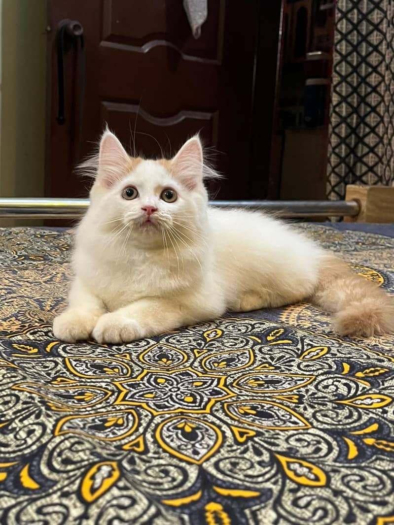 Persian kitten 0