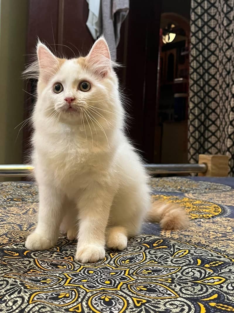 Persian kitten 1
