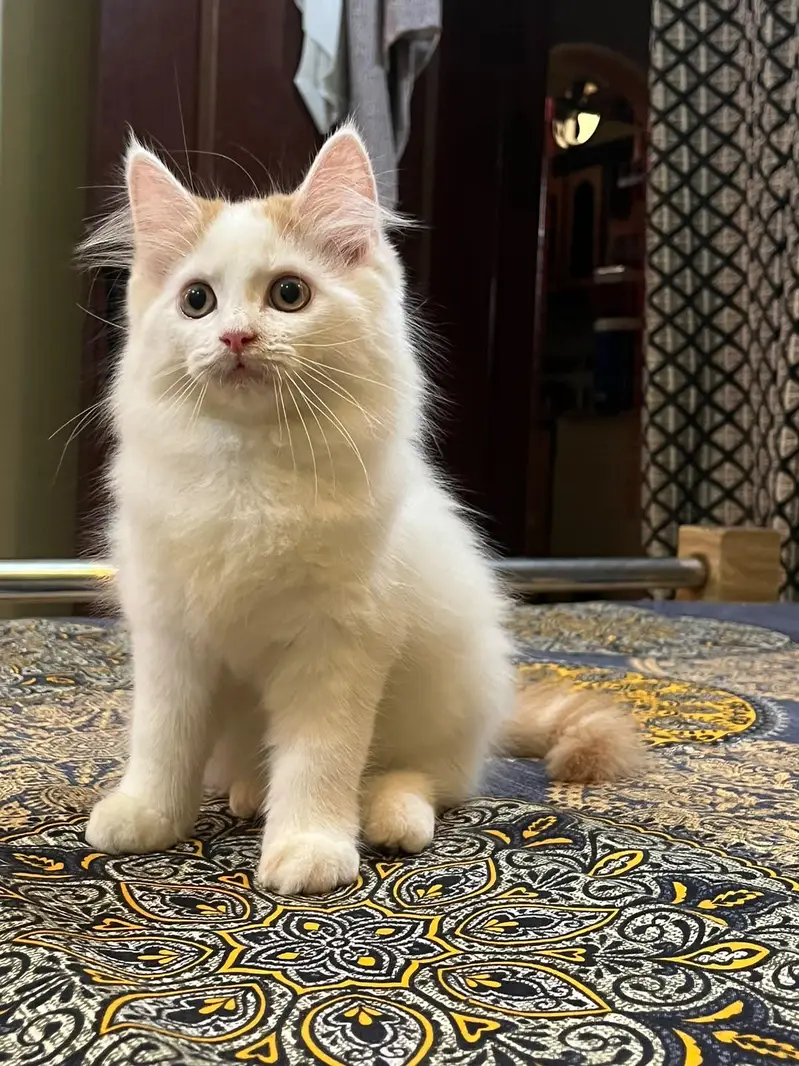 Persian kitten — photo 2