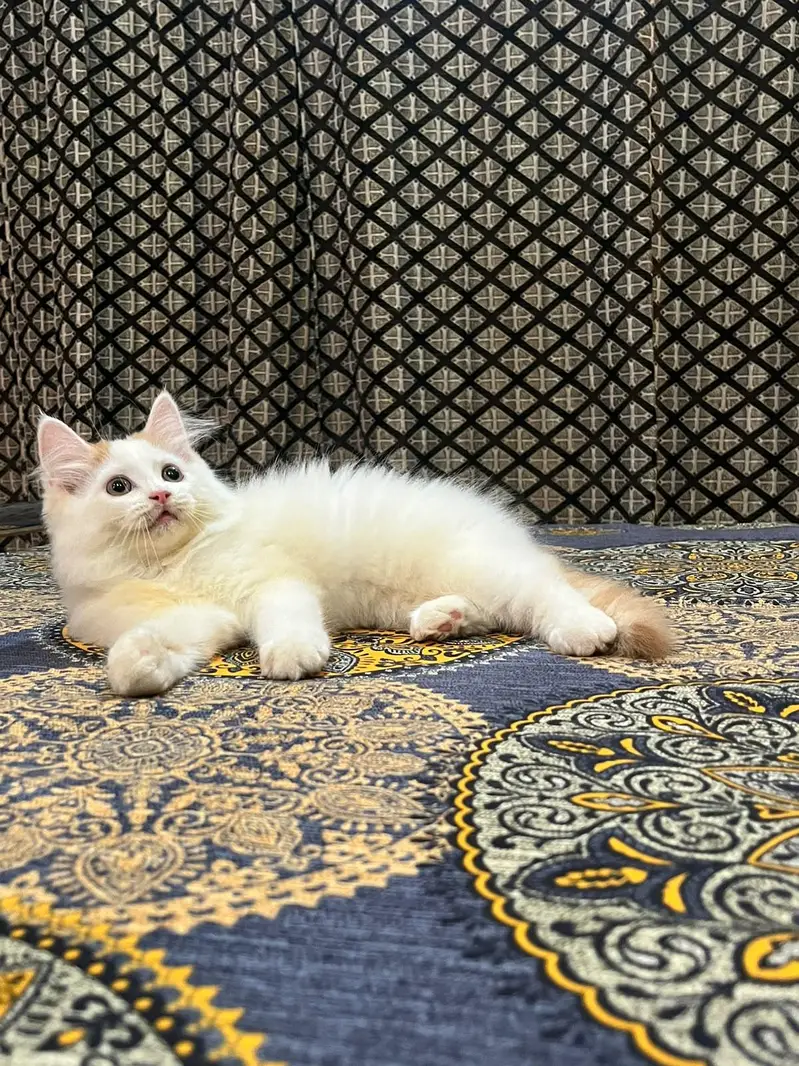 Persian kitten — photo 3