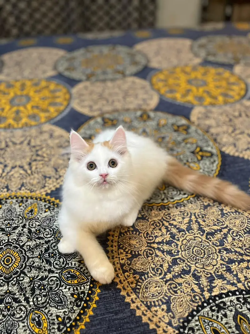 Persian kitten — photo 4