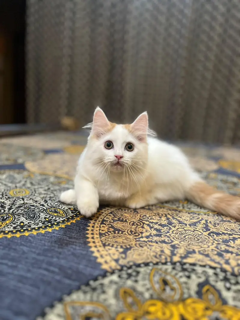 Persian kitten — photo 5