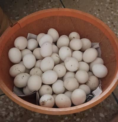 fayoumi fresh fertile eggs available