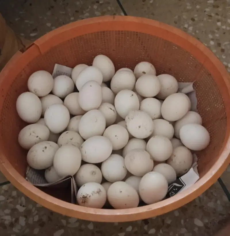 fayoumi fresh fertile eggs available