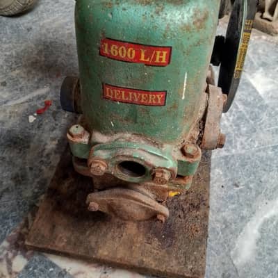 Golden donkey pump 03214054854