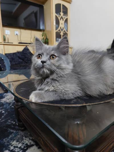 3 month old female Persian cat