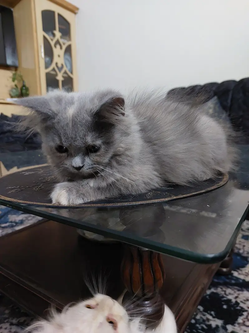3 month old female Persian cat — photo 2