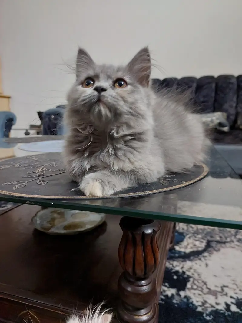 3 month old female Persian cat — photo 3