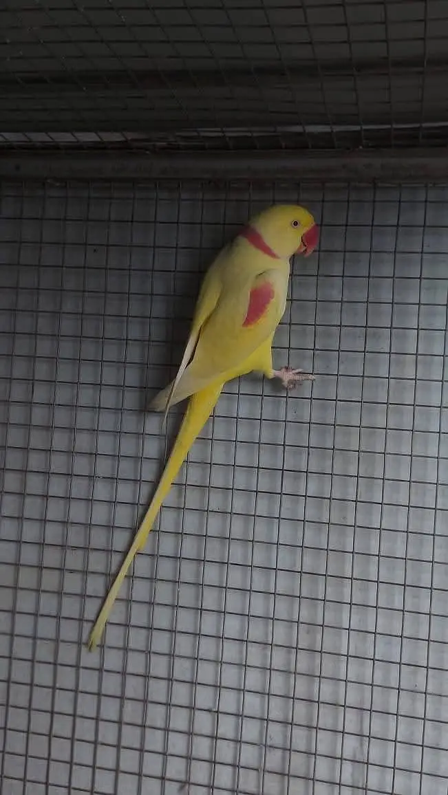 yellow alexnder parrot male — photo 2