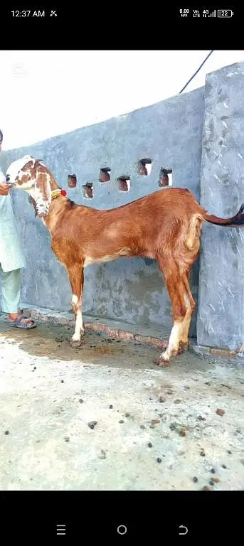 Pure Beetal zabdast nasal ki path hai — photo 2