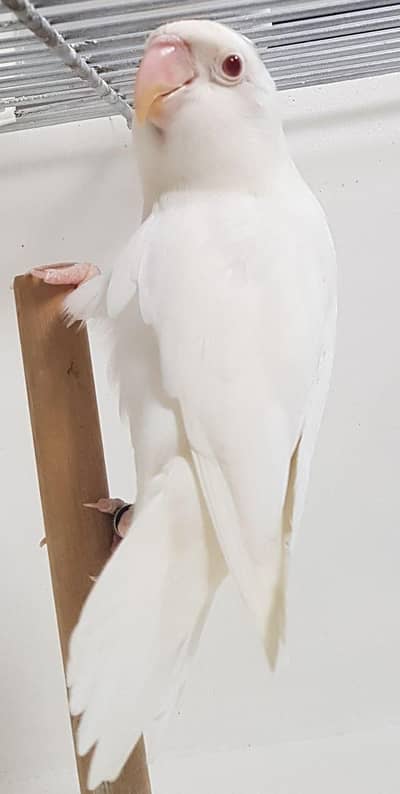 Albino red eye Breeder dna male