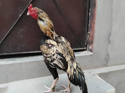 killi Taj murgha for sale 03052593845