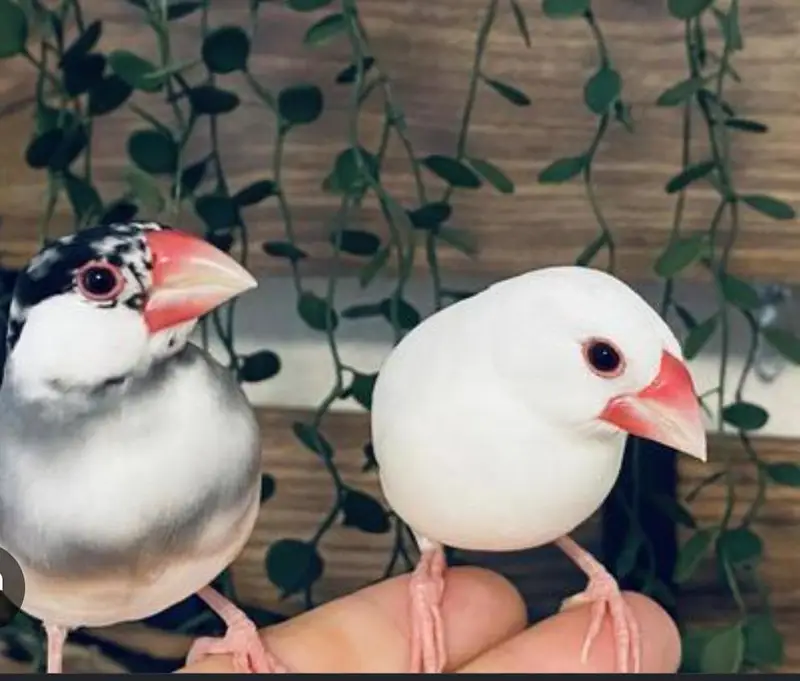 Java Finchs Healthy active Bredar pairs — photo 2