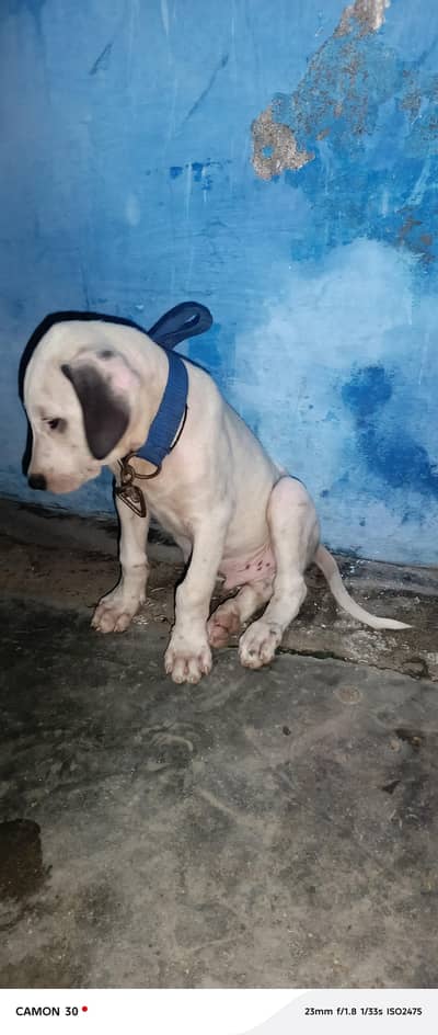 dog sale